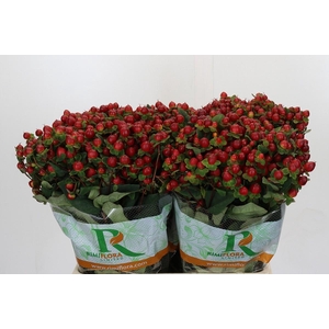 Hypericum Magical Triumph