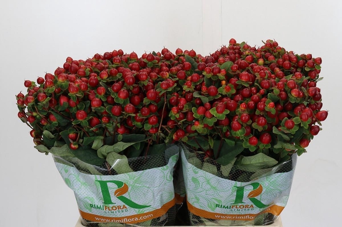 <h4>Hypericum Magical Triumph</h4>