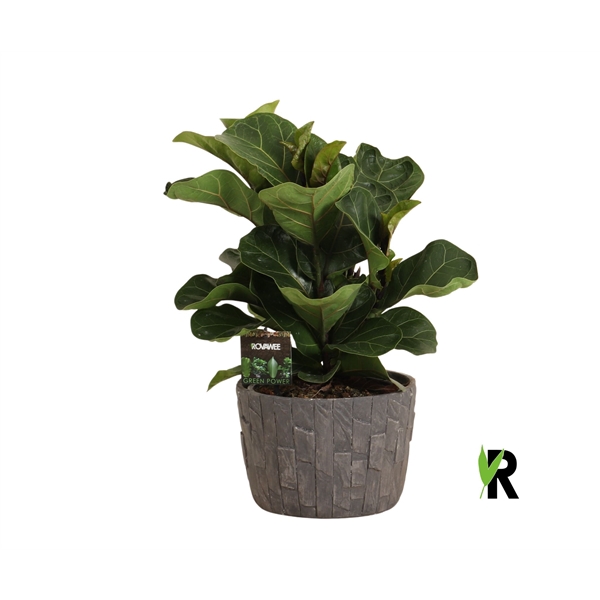 <h4>Ficus Lyrata Bambino ´Clumb´ in keramiek leisteen</h4>