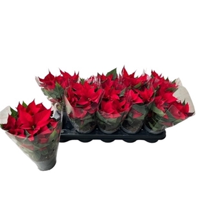 Euphorbia Red