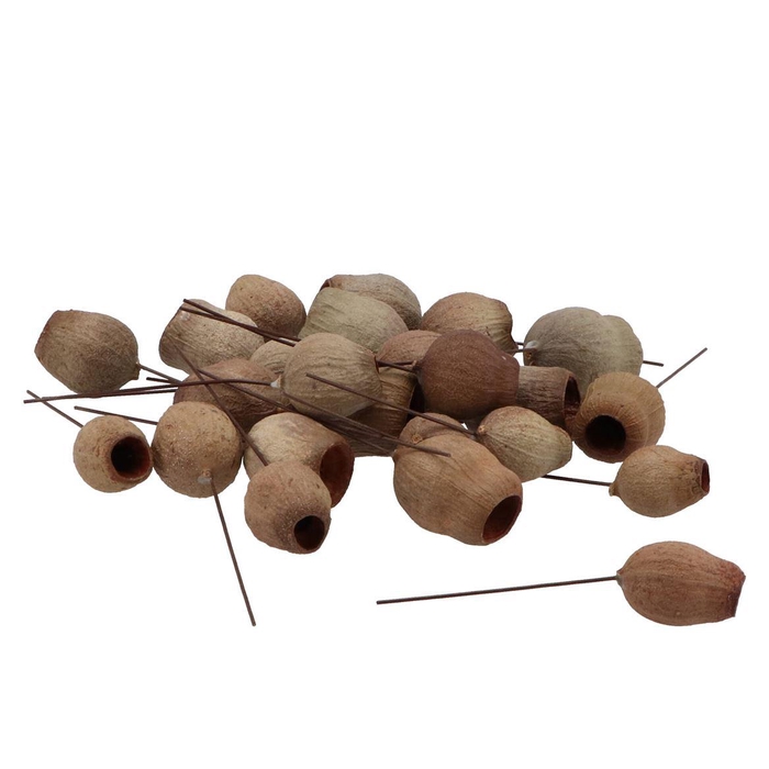 <h4>Pick Nature Eucbells On Wire Naturel P/100</h4>