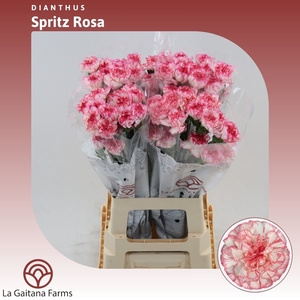 Dianthus St Spritz Rosa