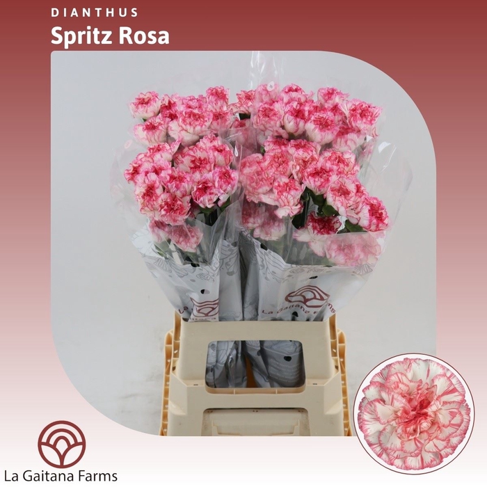 <h4>Dianthus St Spritz Rosa</h4>