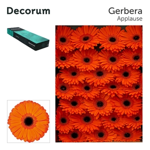 Gerbera Applause Doos