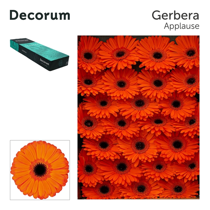 <h4>Gerbera Applause Doos</h4>