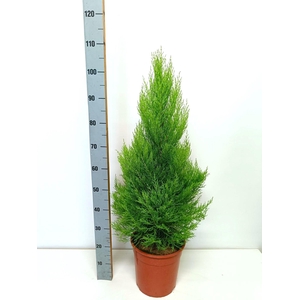 cupressus Goldcrest Wilma 