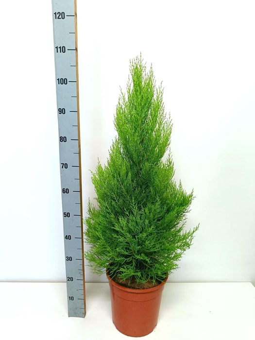<h4>cupressus Goldcrest Wilma "p27 piramide"</h4>