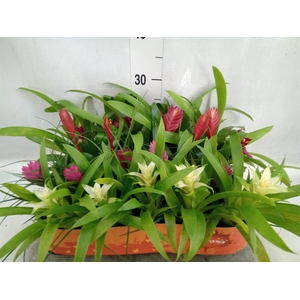 Bromelia   ...mix