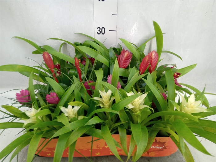 <h4>Bromelia   ...mix</h4>