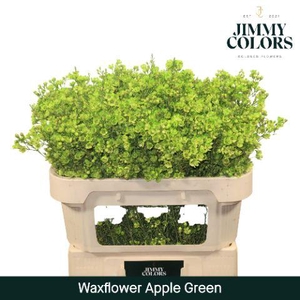 Waxflower L70 Apple Green