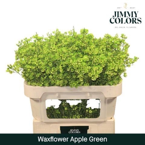 Waxflower L70 Apple Green