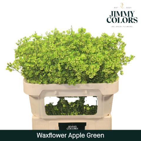 <h4>Waxflower L70 Apple Green</h4>