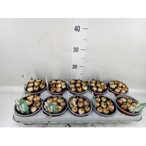 Muscari  'Magic White'