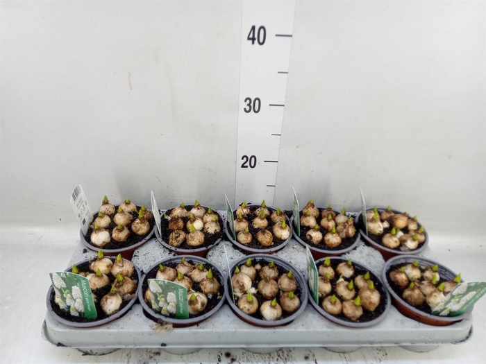 <h4>Muscari  'Magic White'</h4>