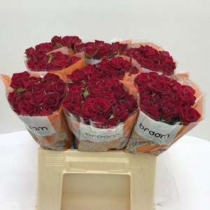 Rosa TR 'Rubicon' BRAAM