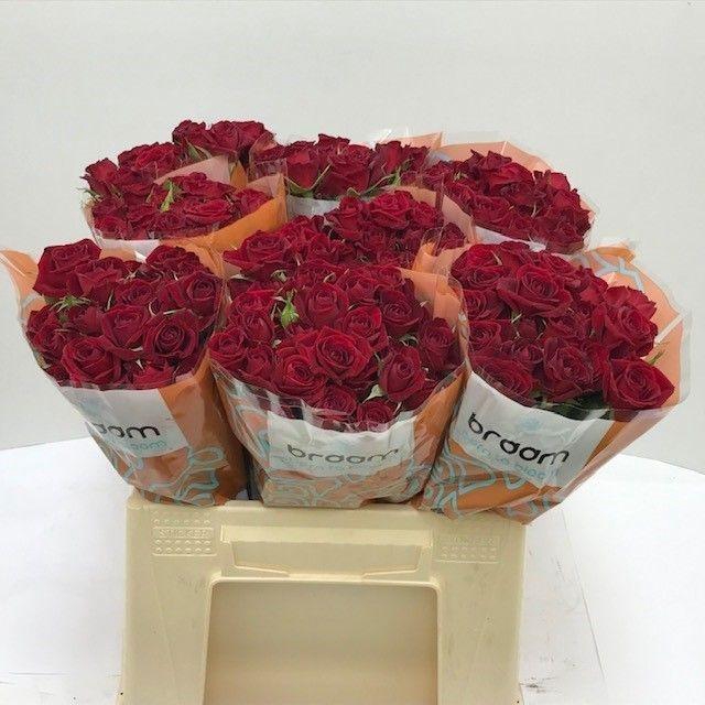 <h4>Rosa TR 'Rubicon' BRAAM</h4>