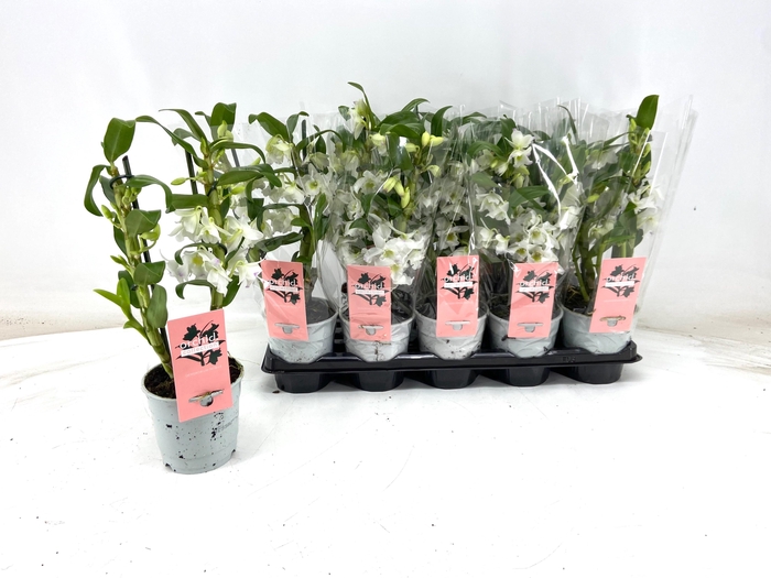 <h4>DENDR N SC APOLLON</h4>