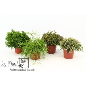 RHIPSALIS GEM