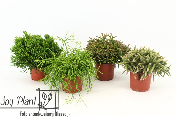 <h4>RHIPSALIS GEM</h4>