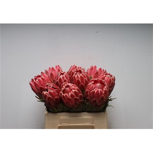 Protea Venus