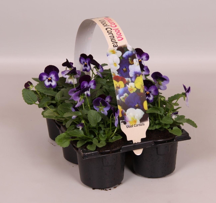 <h4>Viola Co Licht Paars Sixpack</h4>