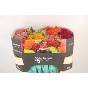 Cel Reprise Mix In Bucket