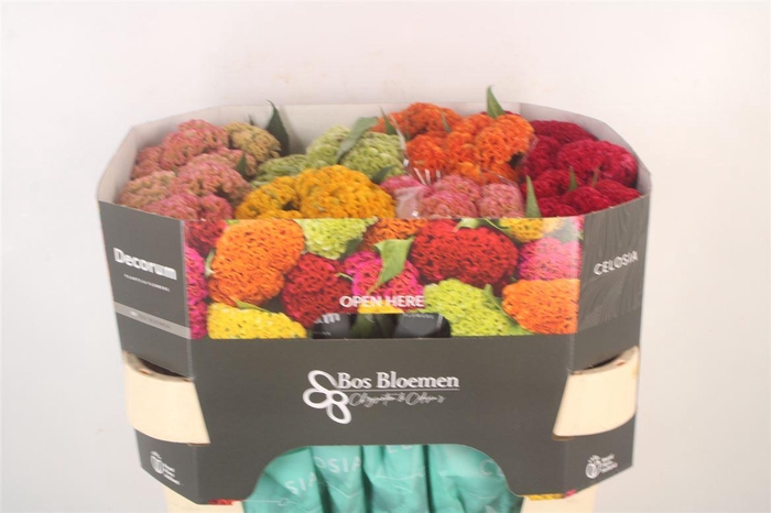 <h4>Cel Reprise Mix In Bucket</h4>