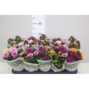 Chrysanth Carnaval Aubisque