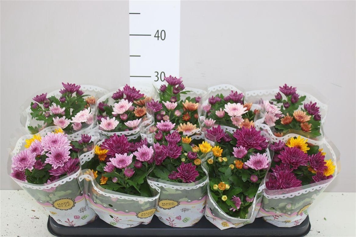 <h4>Chrysanth Carnaval Aubisque</h4>