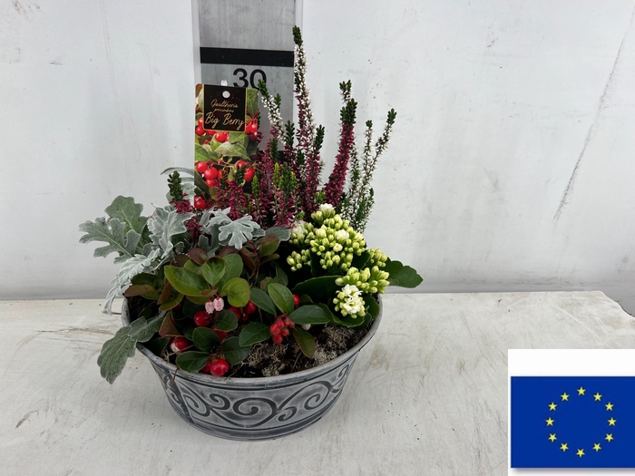 <h4>ARR TUINPLANTEN</h4>