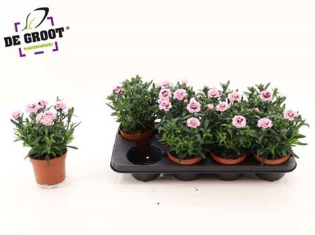 <h4>Dian Osc Purple Star</h4>