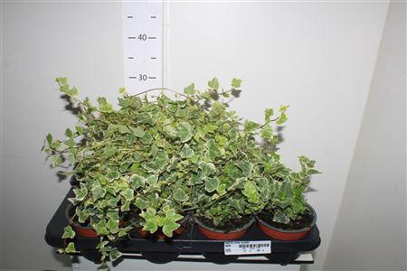 <h4>Hed He White Wonder</h4>