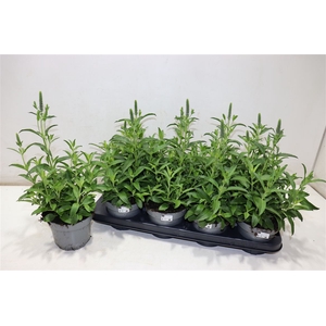 Vero Spicata