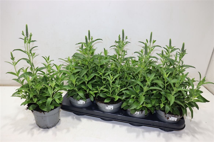 <h4>Vero Spicata</h4>