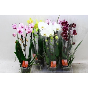 PHAL EL CASCADE