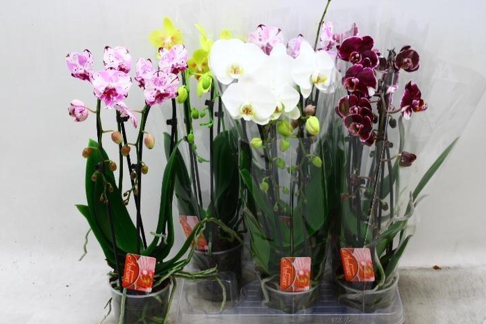 <h4>PHAL EL CASCADE</h4>