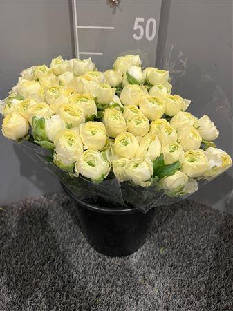 <h4>Ran Succes Cream</h4>