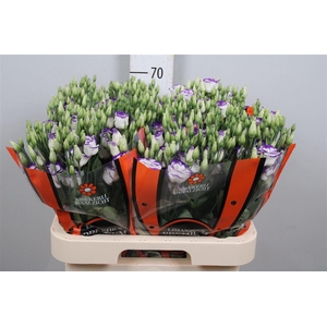 Eus G Rosi Blue Pico