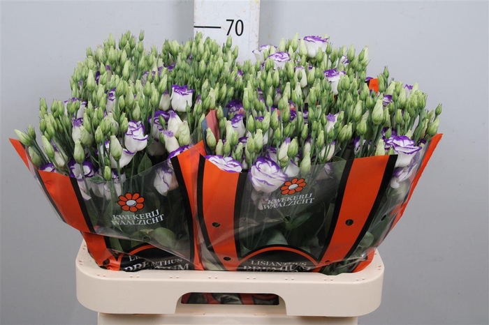 <h4>Eus G Rosi Blue Pico</h4>