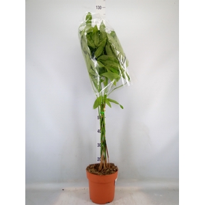 Pachira aquatica