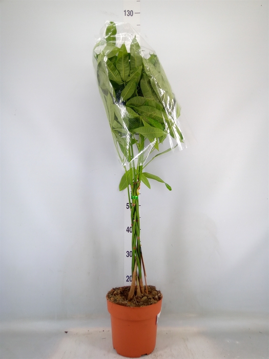 <h4>Pachira aquatica</h4>