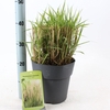 Pennisetum orientale