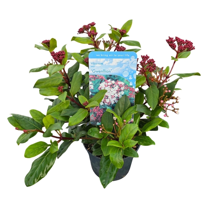 <h4>Viburnum tinus 'Gwenllian' C2</h4>