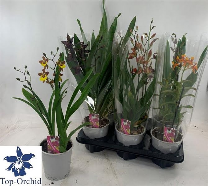 <h4>Orchids Mixtray (2-Spike)</h4>