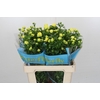 Ranunculus Butterfly Helios