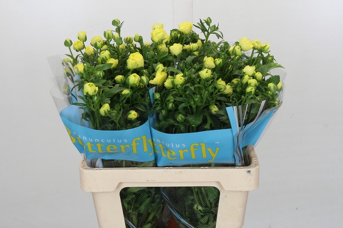 Ranunculus Butterfly Helios
