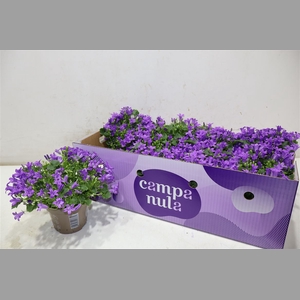 Camp Por Porto