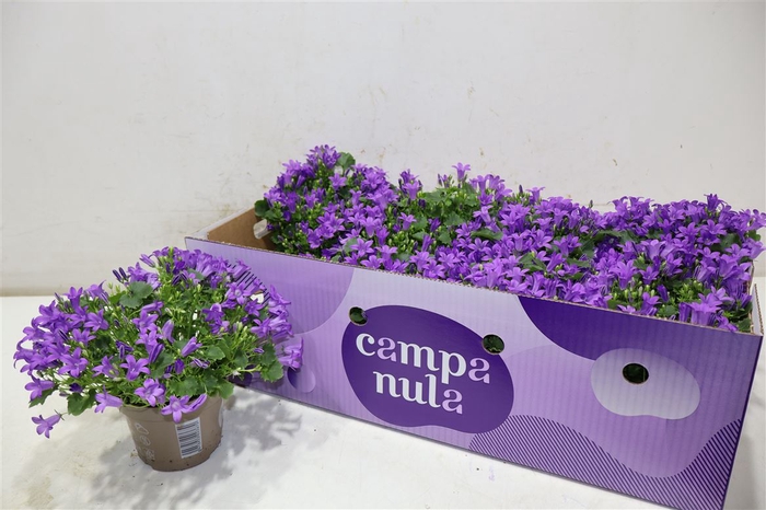 <h4>Camp Por Porto</h4>