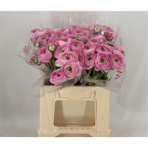 Ran Suc 1st Confetto Rosa