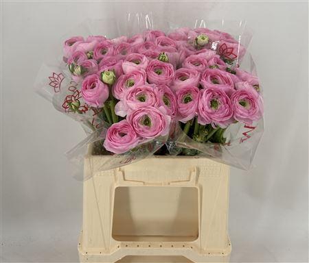 <h4>Ran Suc 1st Confetto Rosa</h4>